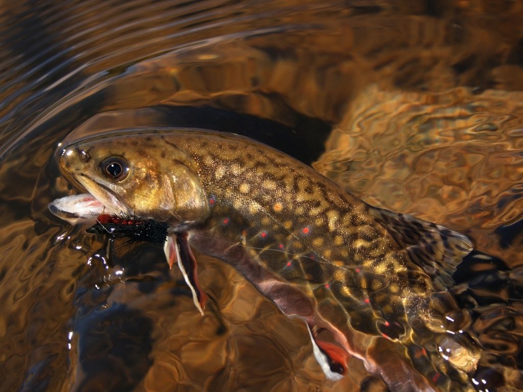 Stream-Born & Wild (Brook Trout) - Pumpkin