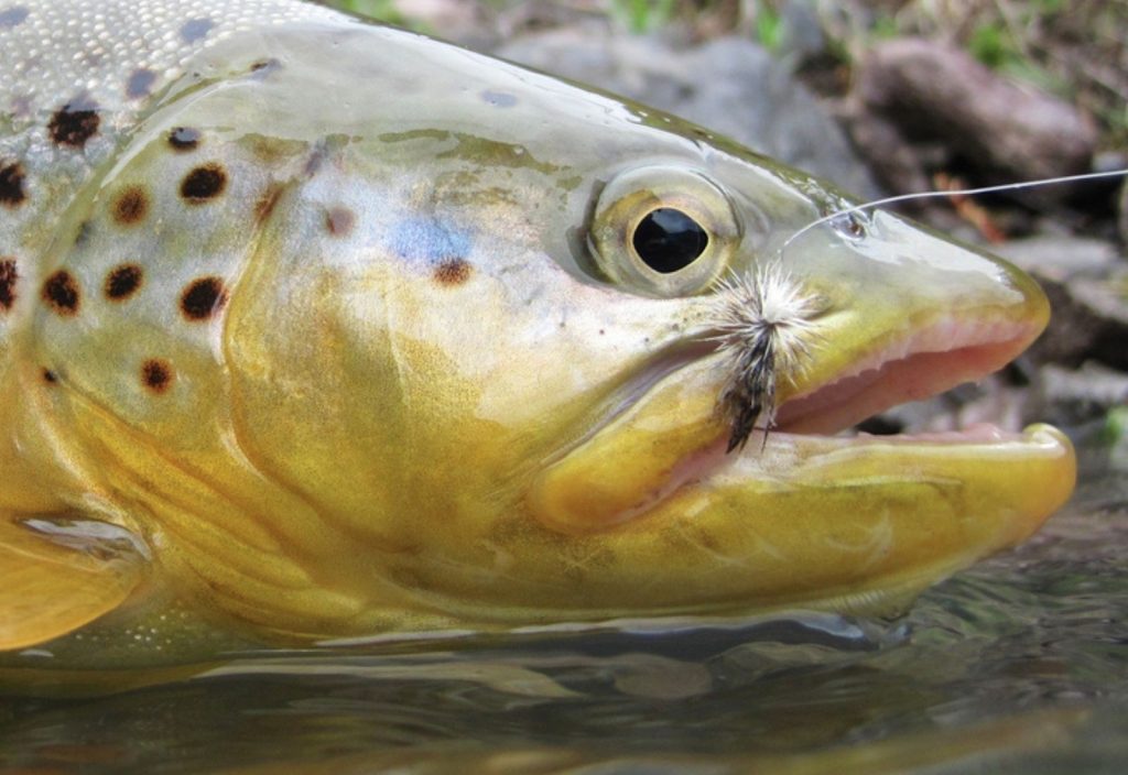fly fishing for a brown trout