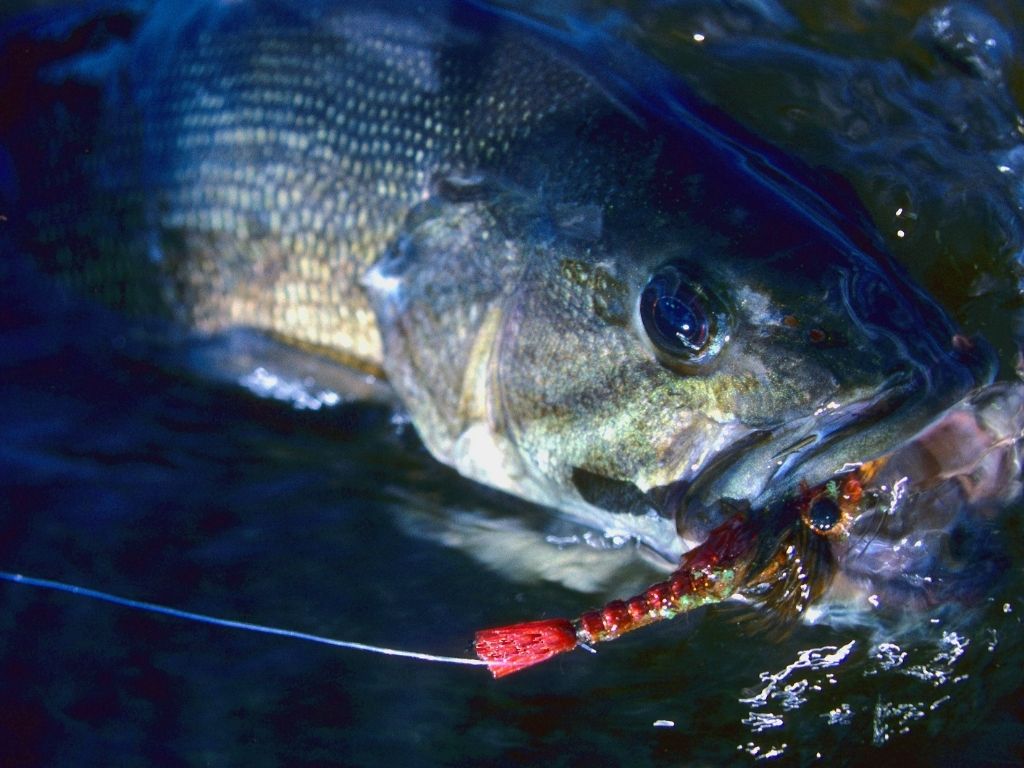 Manolin Charters — Merrimack River Fish Reports