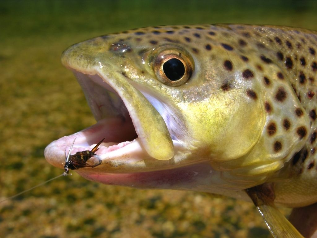 Feeder Creek Fly Fishing Trout Flies - Brown Bug Bahrain