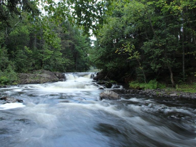Trees along Grand Lake Stream in Maine