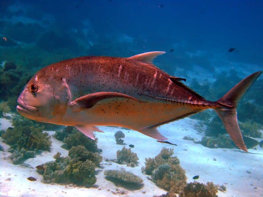 fly fishing giant trevally