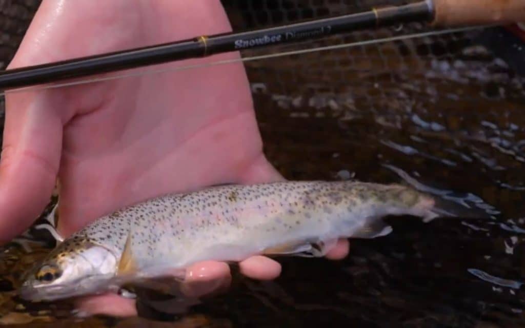 Snowbee Diamond² 10ft 3wt Review