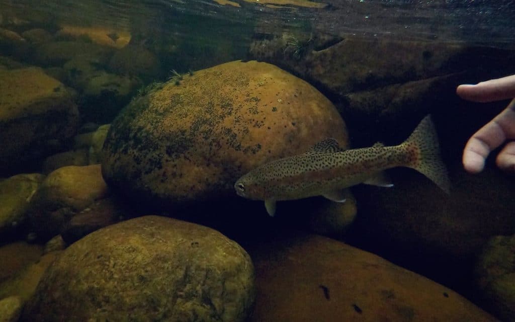 catch and release tips