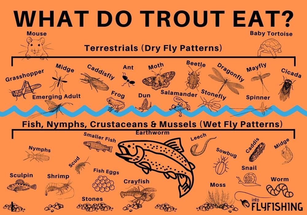 What Do Trout Fish Eat