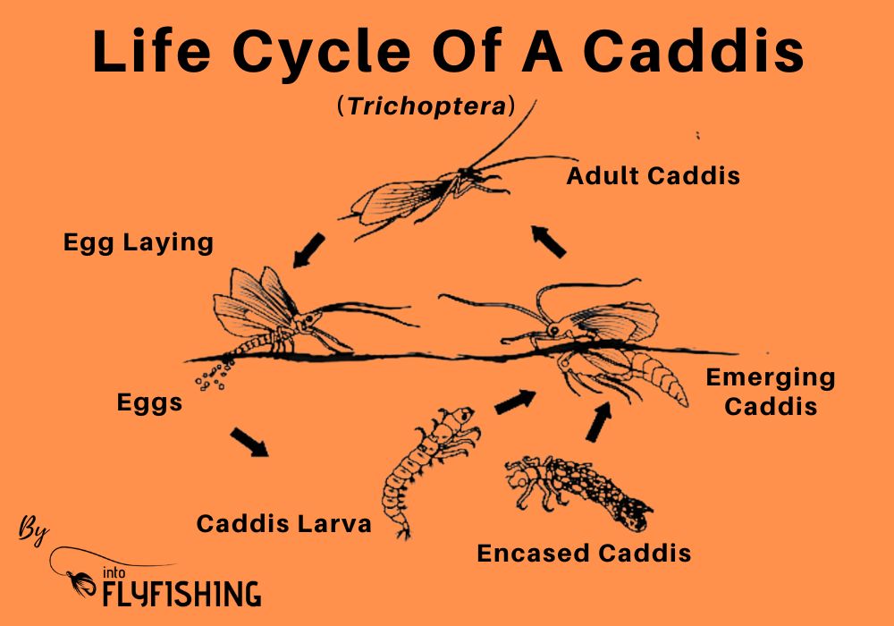 Fly Fishing With Caddisfly An Angler s Guide Into Fly Fishing