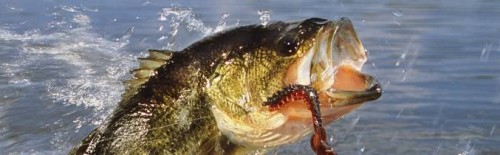 Bass leaping out of the water eating a fly