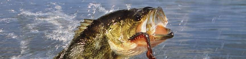 Bass leaping out of the water eating a fly