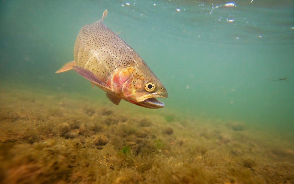 what do trout fish eat