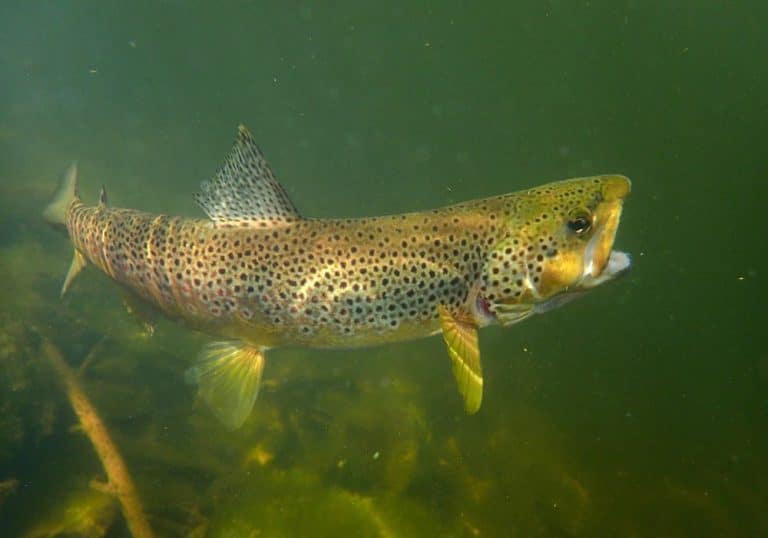 What Do Brown Trout Eat Into Fly Fishing Brown Trout Diet 768x538