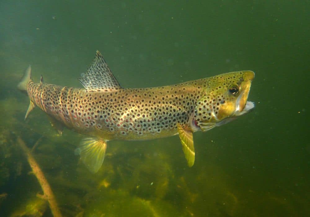 What Do Brown Trout Eat Into Fly Fishing