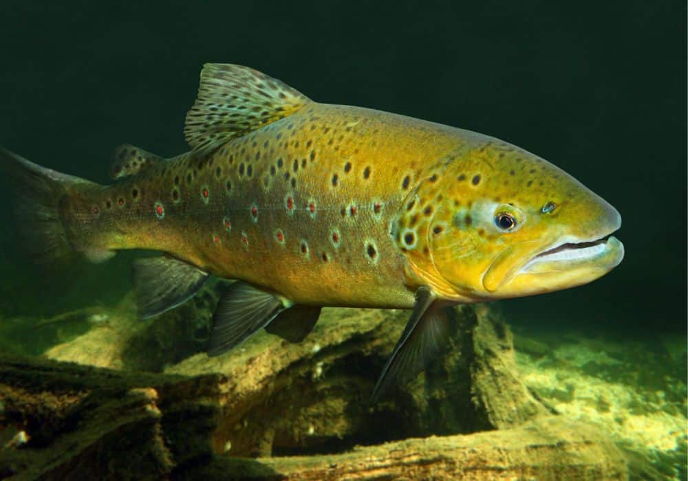 What Do Brown Trout Eat? Into Fly Fishing