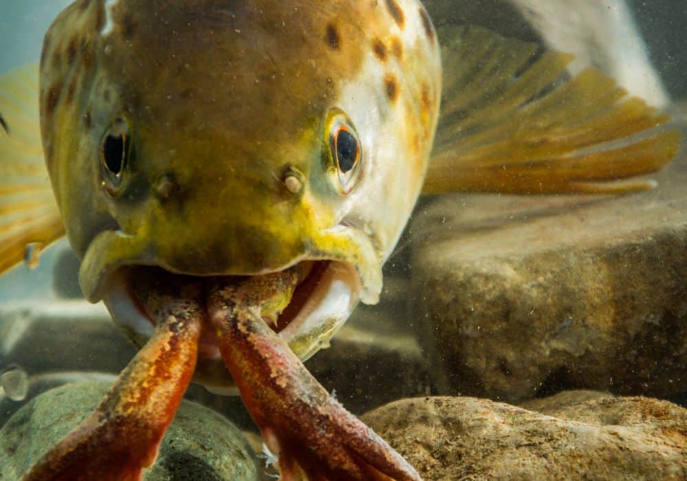 brown trout's diet