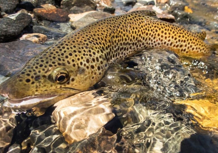 What Do Brown Trout Eat? Into Fly Fishing