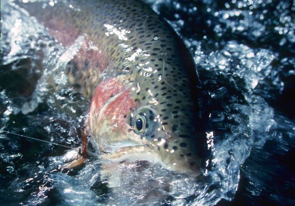 rainbow trout diet