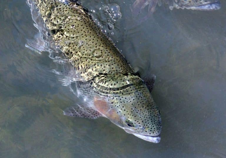 What Do Rainbow Trout Eat? Into Fly Fishing