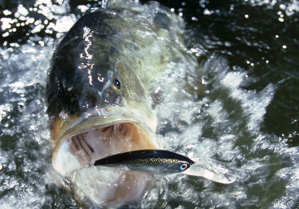 What Do Largemouth Bass Eat? - Into Fly Fishing