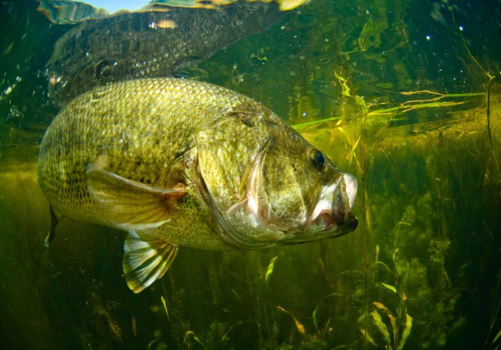 what-do-largemouth-bass-eat-into-fly-fishing