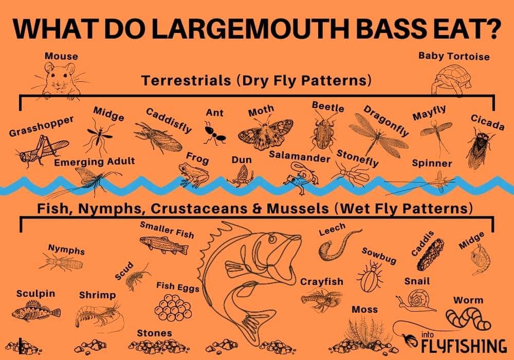 largemouth bass eating