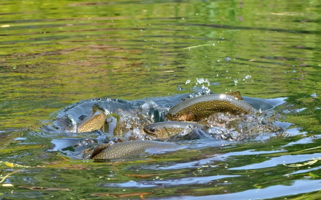 10 Tarpon Flies: Best Patterns & When To Use Them