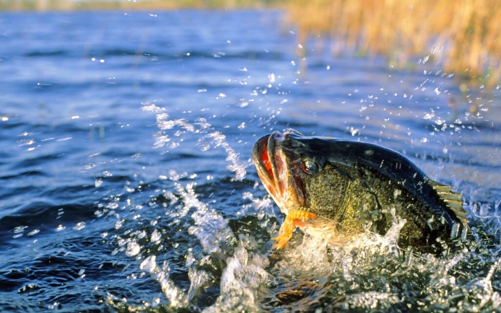 A trophy ten pound largemouth bass caught on plastic worm.