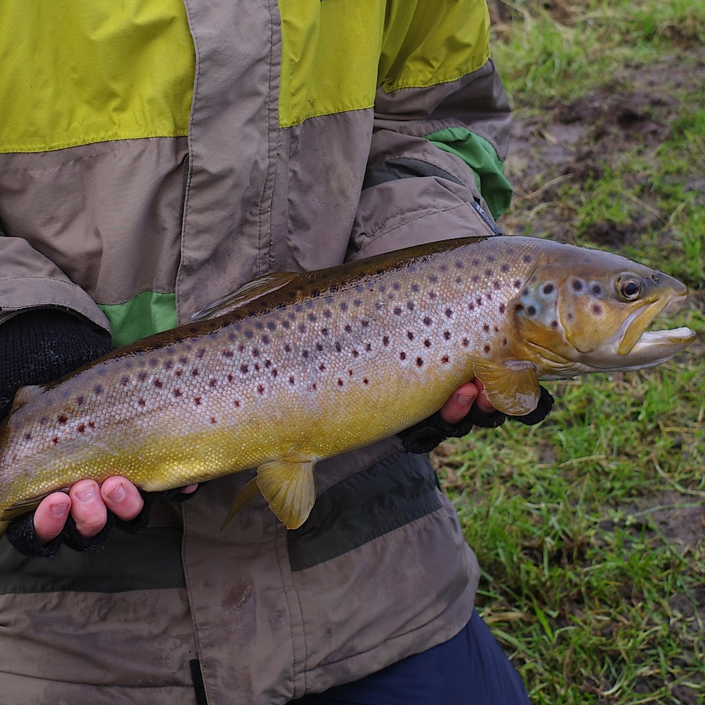 A gorgeous brown trout that I caught in England on a recent trip