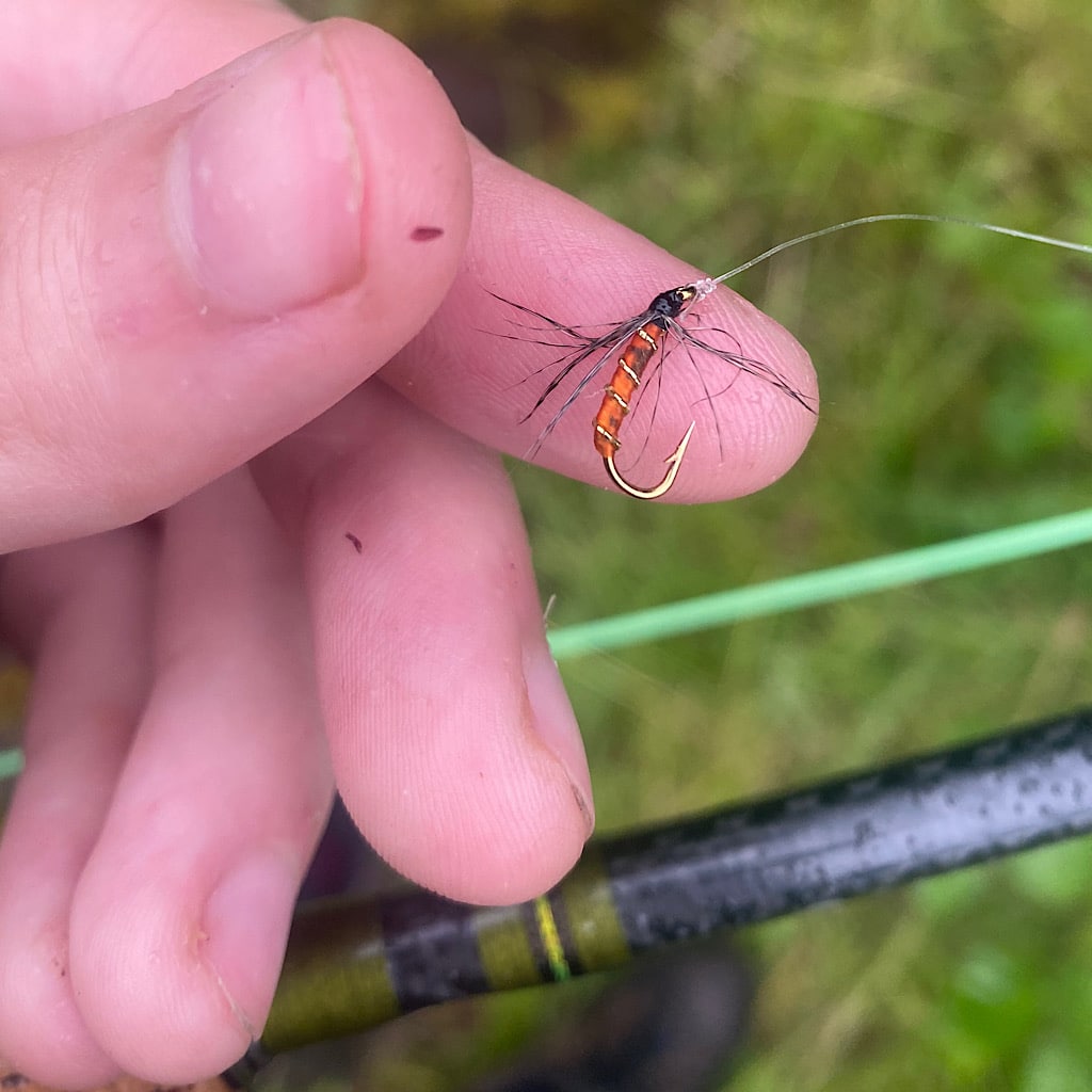 A close up of a fly