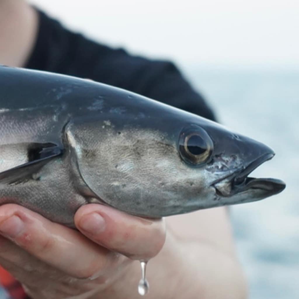 A close up of a large coal fish.