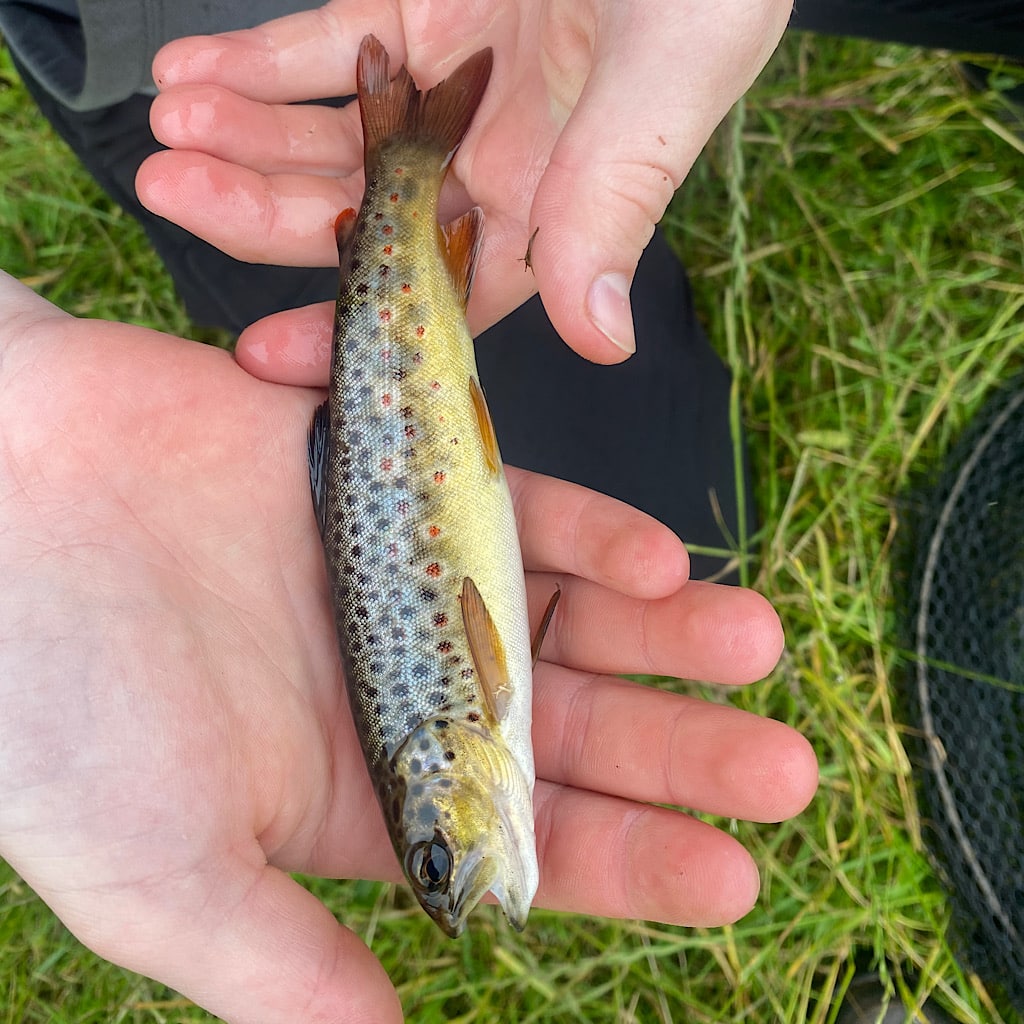 A pocket sized brown trout