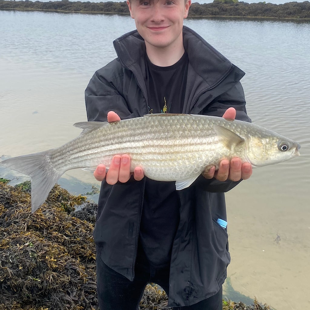 A mullet landed in the UK.