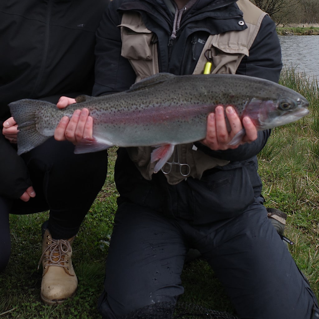 A stocky rainbow trout caught in the UK.