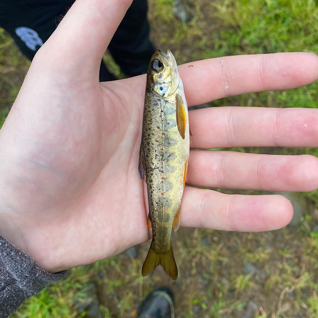 A small spawn fish