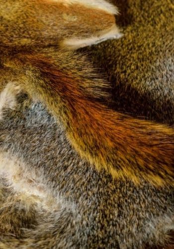 Photo of Hairs

