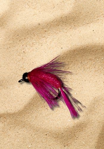 A photo of the laney's mysis shrimp on the sand