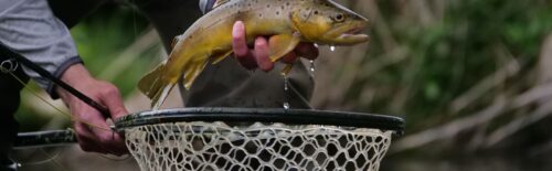 An angler lifts a brown trout from a landing net