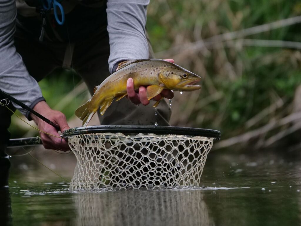 An angler lifts a brown trout from a landing net on the Big Hole River