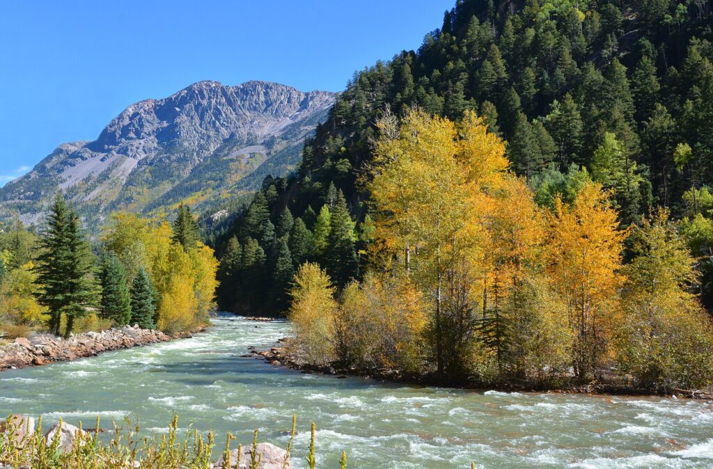 The Animas River below Durango, Colorado in autumn, with aspens turning gold against the San Juan Mountains