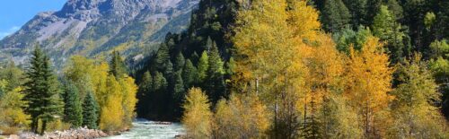 The Animas River below Durango, Colorado in autumn, with aspens turning gold against the San Juan Mountains
