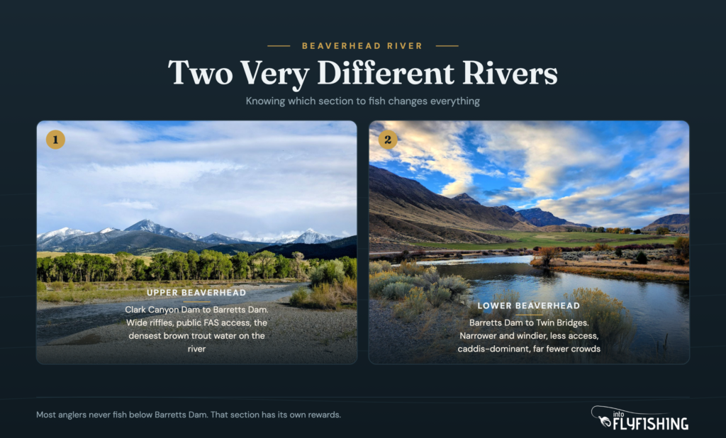 The upper and lower Beaverhead River sections compared: tailwater brown trout water in southwestern Montana