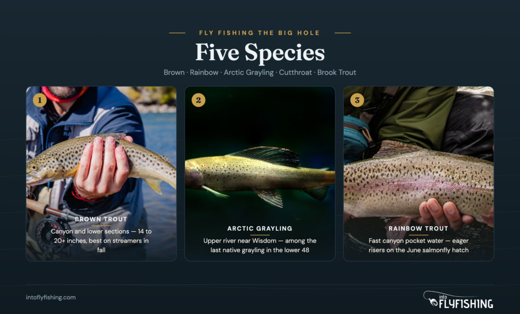 Five trout species found in the Big Hole River: brown trout, Arctic grayling, and rainbow trout