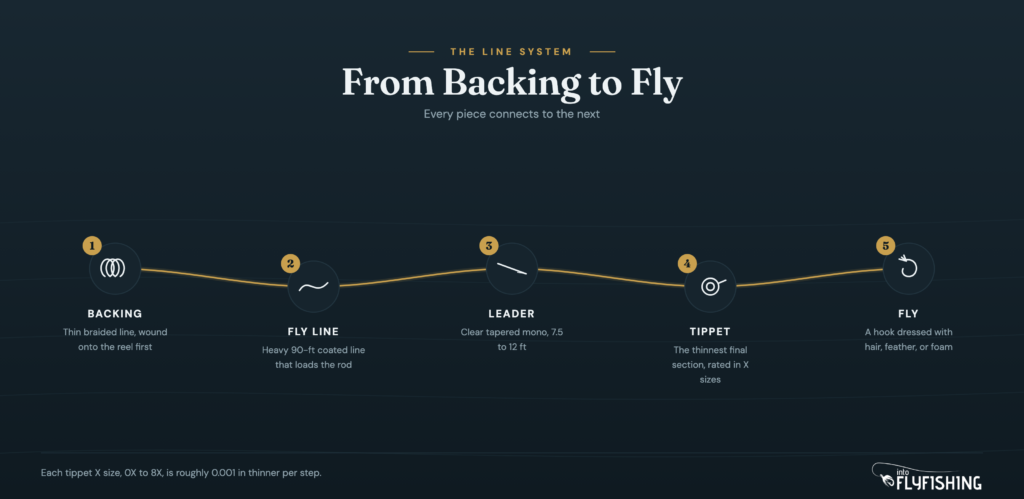 Diagram of the fly fishing line system in order: backing, fly line, leader, tippet, and fly