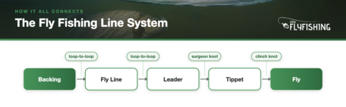 Fly fishing line system diagram showing backing, fly line, leader, tippet, and fly connected in sequence
