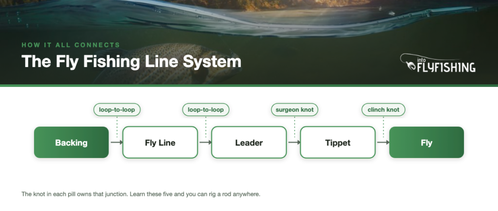 Fly fishing line system diagram showing backing, fly line, leader, tippet, and fly connected in sequence