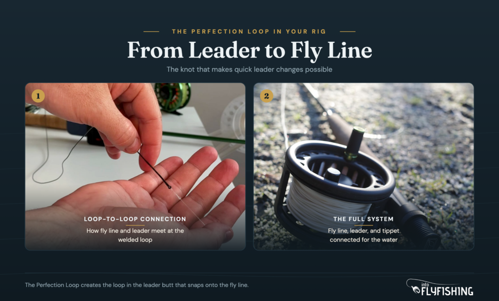 Two-panel graphic showing a fly-line-to-leader loop connection in hand and a fly rod and reel on grass, illustrating where the Perfection Loop fits in the rig