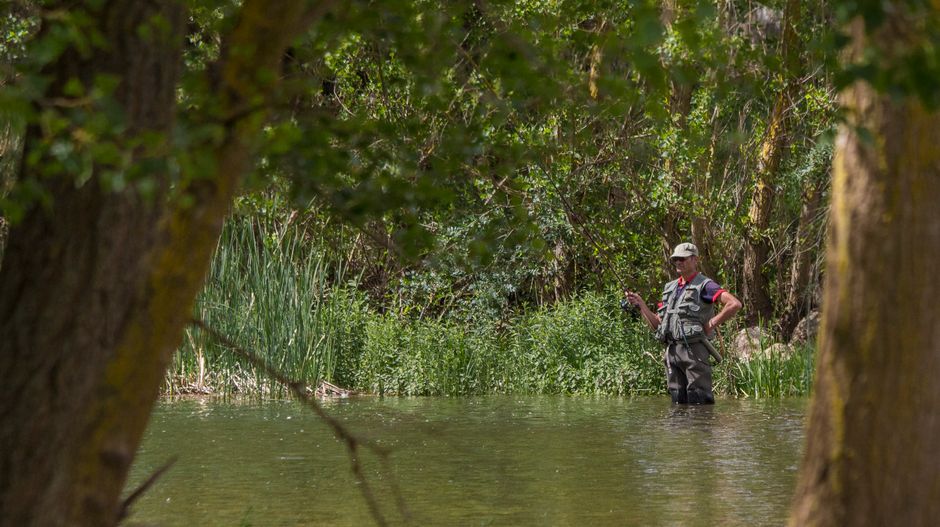 Fly angler wading a shaded tree-lined stream, reading the current for fish holding spots