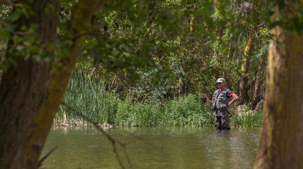 Fly fisher wading in a river, wearing waders and a fishing vest, framed by trees