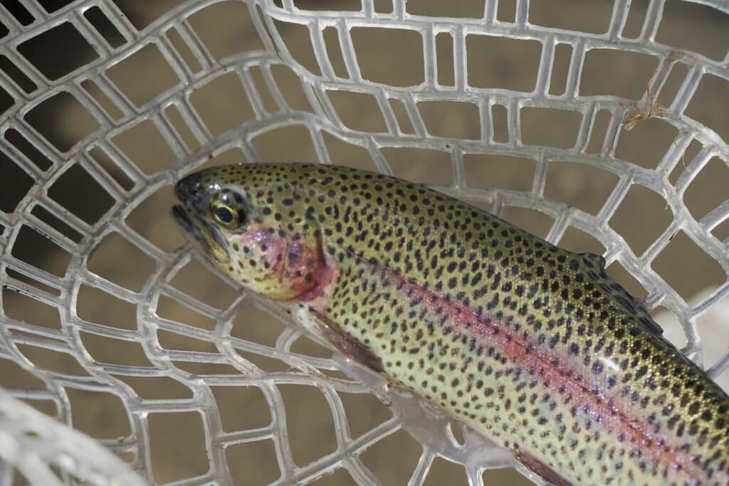 Rainbow trout resting in a landing net