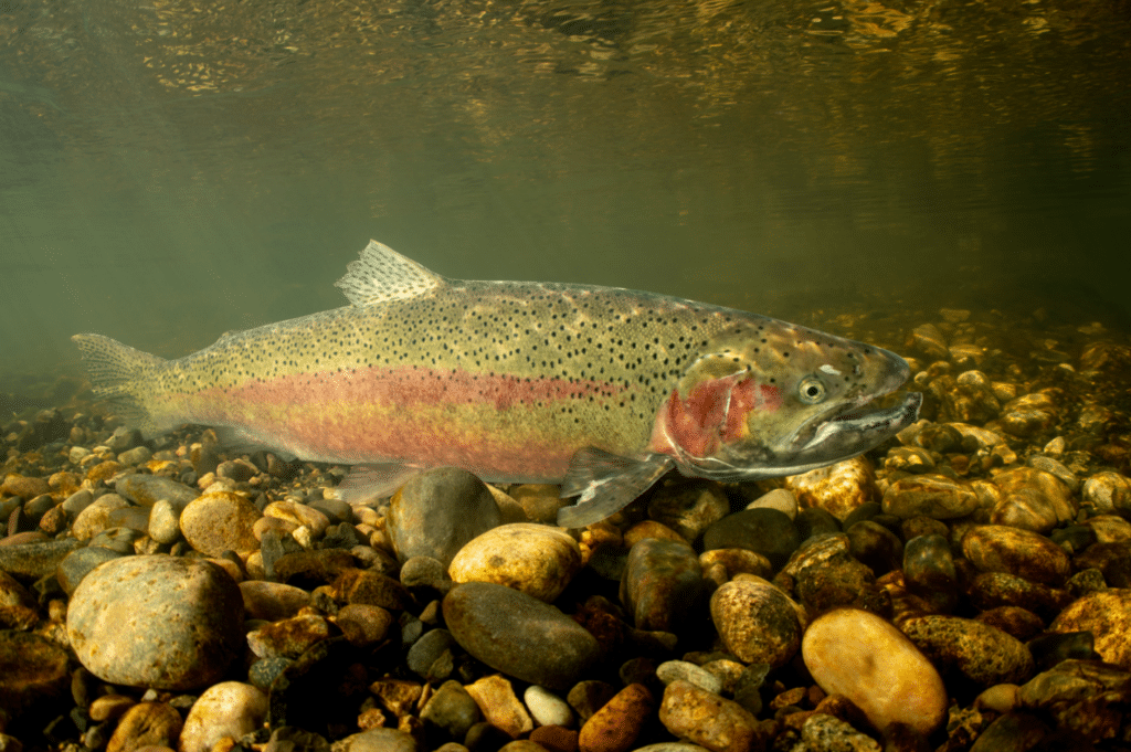 Steelhead trout swimming above streambed gravel