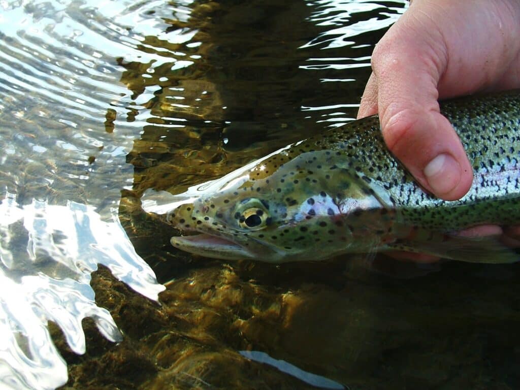 Rainbow trout held partly in the water during release
