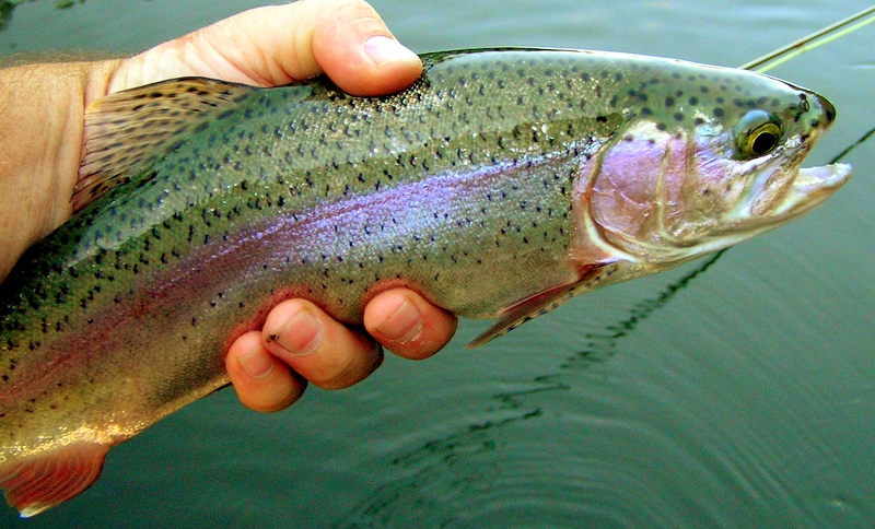 Rainbow trout held over water